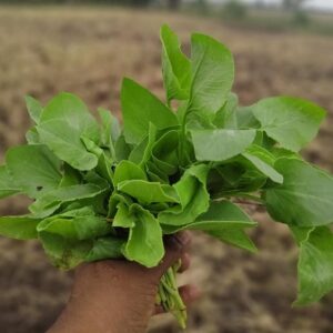 Desi Green Sorrel Chukka Koora seeds