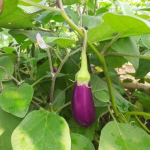Desi Brinjal Seeds (Pennada Vankaya)
