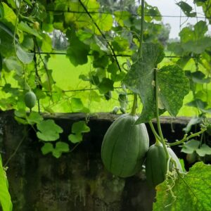 Gutti Beera ( Desi Clustered Ridge gaurd) Seeds