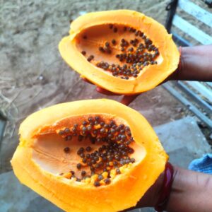 Desi Papaya Seeds