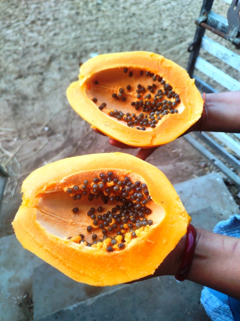 Desi Papaya Seeds