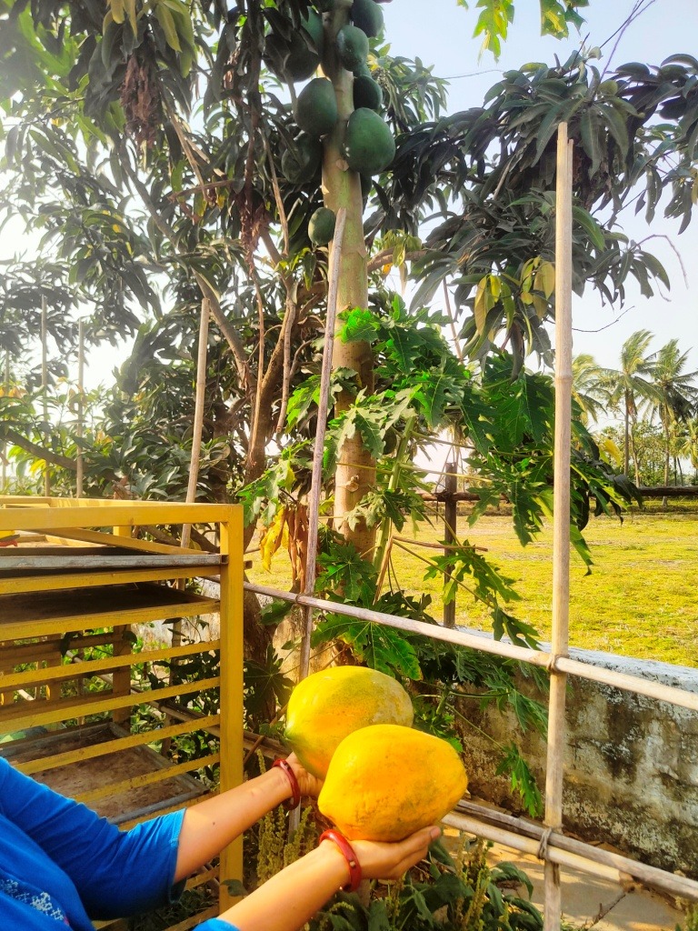 Desi Papaya Seeds - Image 2