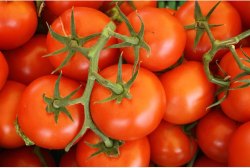Desi Tomato Seeds - Madanapalli