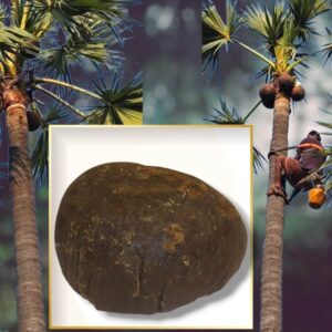Thati Bellam(Palm Jaggery) 250G