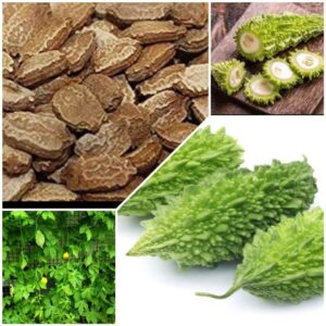 Bitter Guard(Kakarakaya) Seeds