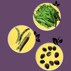 Broad Beans(Ginja Chikkudukaya) Seeds