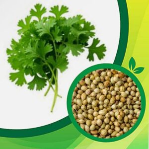 Coriander (Kothimeera) Seeds