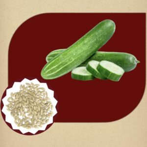 Green Cucumber(Pacha Keera) Seeds