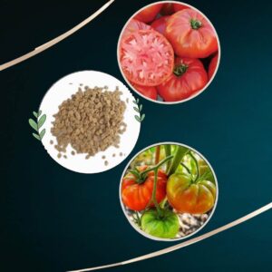 Kasi Tomato Seeds