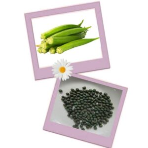 Ladies Finger(Bendakaya) Seeds