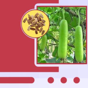 Long Green Bottle Guard(Pacha Sora) Seeds