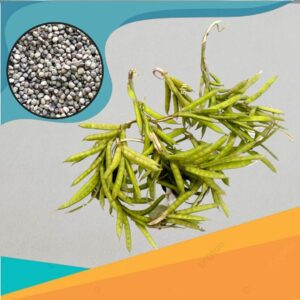 NatuCluster Bean(Goru Chikkudukaya) Seeds