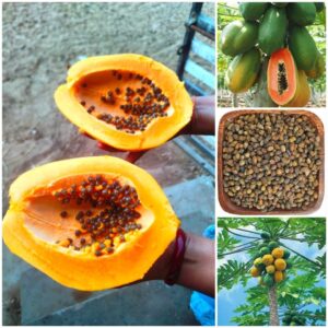 Desi Papaya Seeds