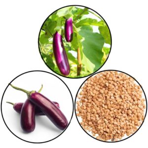 Purple Long Brinjal(Podugu Vankaya) Seeds