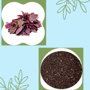 Red Amaranth(Erra Thotakura) Seeds