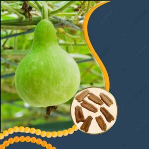 Round Green Bottle Guard(Pacha Sora) Seeds