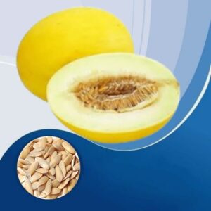 Sambar Cucumber(Dosakaya) Seeds