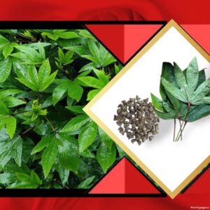 Sorrel(Manchi gongura) Seeds