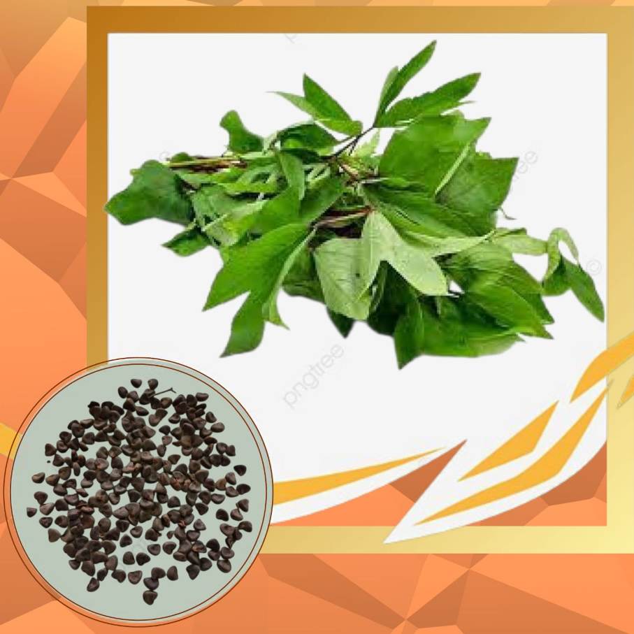 Sour Sorrel(Konda gongura) Seeds