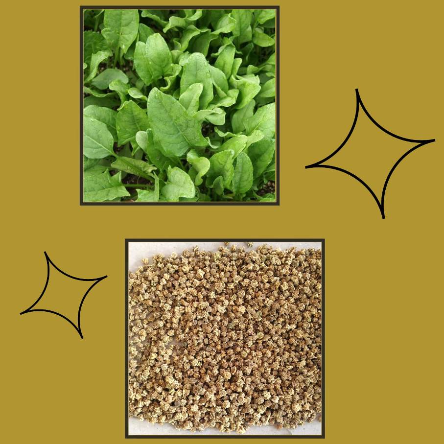 Spinach/Palak(Palakura) Seeds
