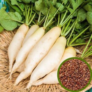 White Radish(Tella Mullangi) Seeds